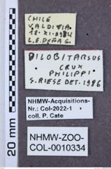 Etikette zu Dilobitarsus crux (NHMW-ZOO-COL-0010334)